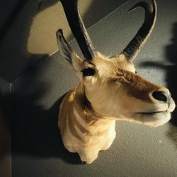 Pronghorn Shoulder Mount Taxidermy.
