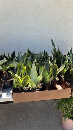 Indoor Plants