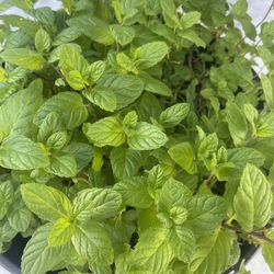 Mint