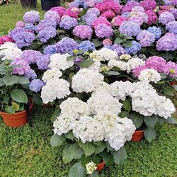 Hydrangea Diffrent Colors