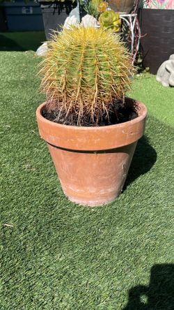 Cactus