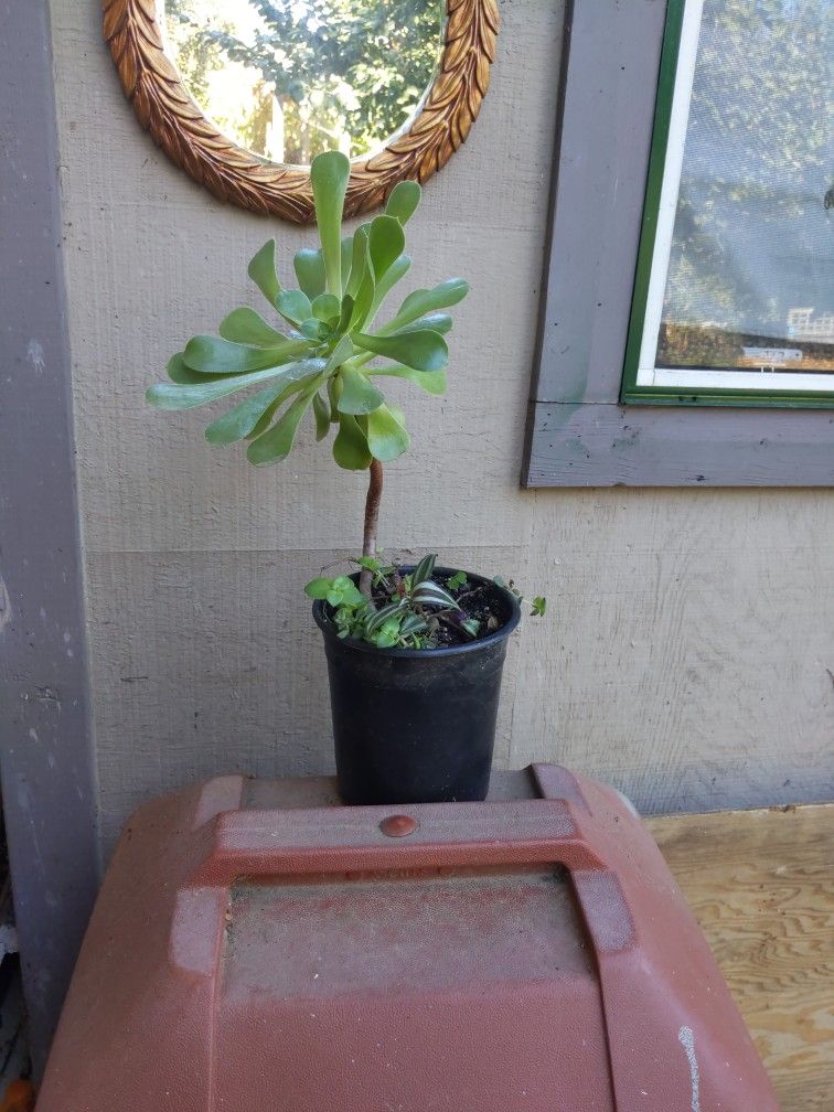 Aeonium with calico citten crassula and other plants