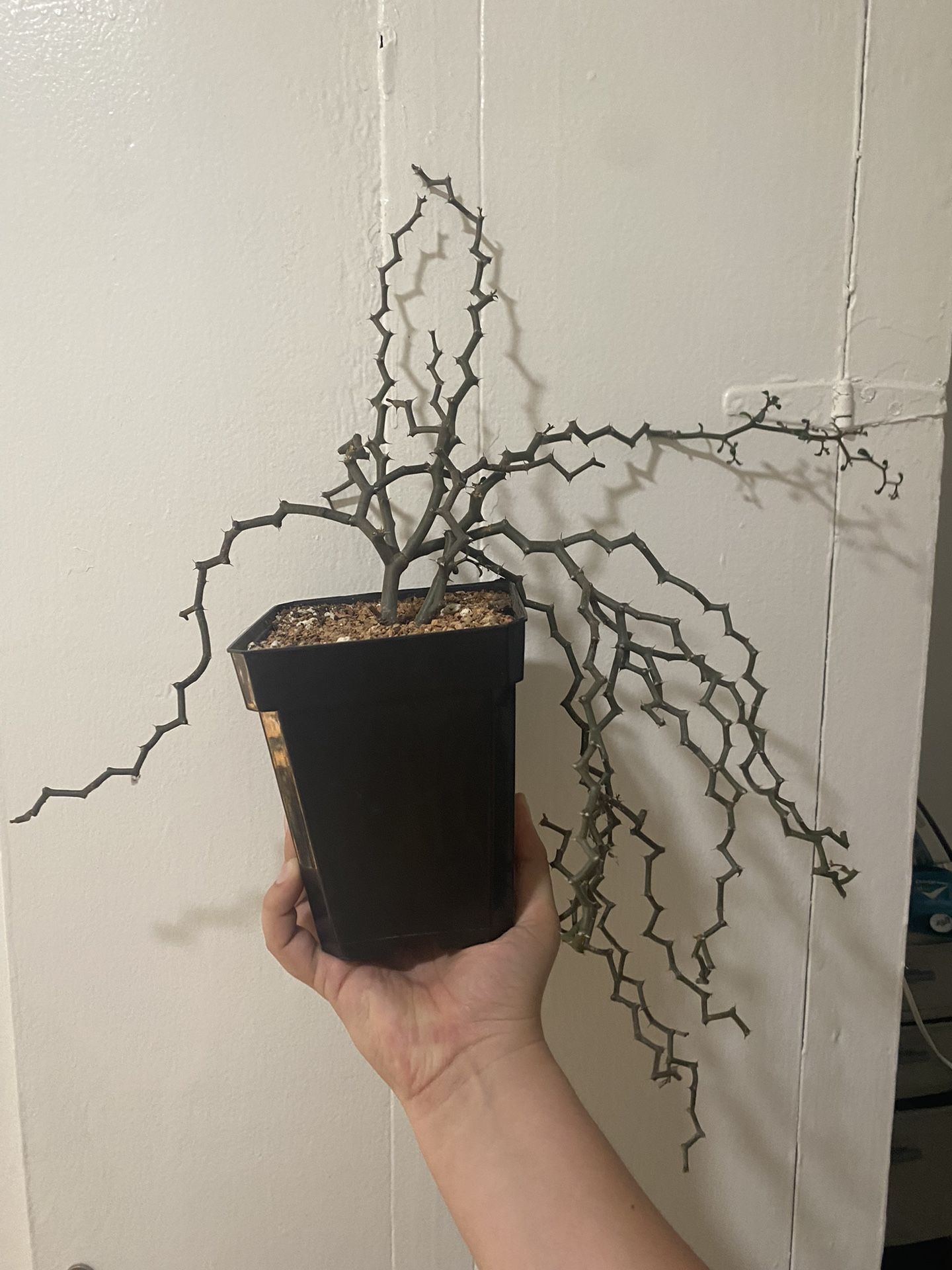 Decarya madagascariensis “zigzag Plant”