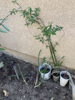 35$ each fruit trees
