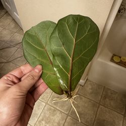 Fiddle Leaf Fig Cutting