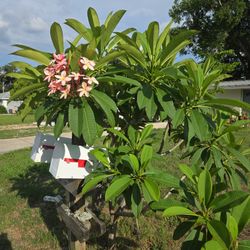 Plumeria Cuttings $5 Each Branch