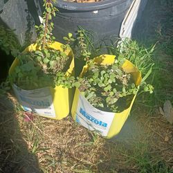 2 jade plants $5 each