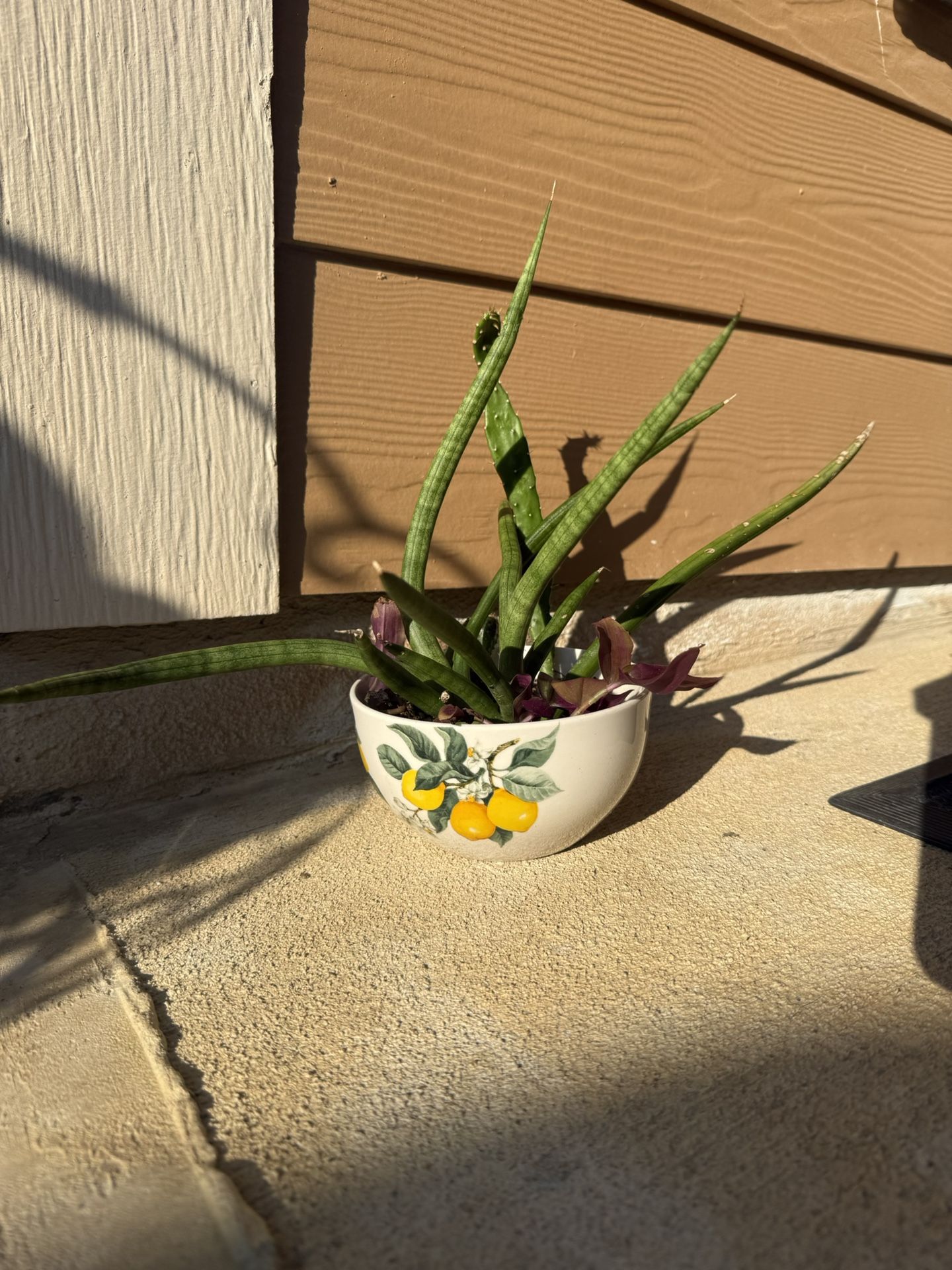 Pot with 2 Sansevieria Cylindrica 2 Diferents Cactus 1 Tradescantia