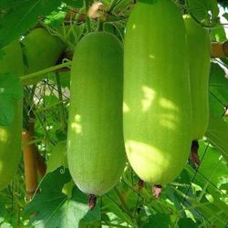 Gourd Mellon Seedling Plants Producing Hundreds Of Fruits Free Black Eyed Susan Plant 