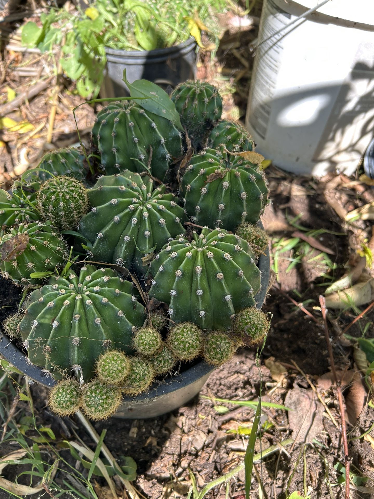 Cactus Plant 