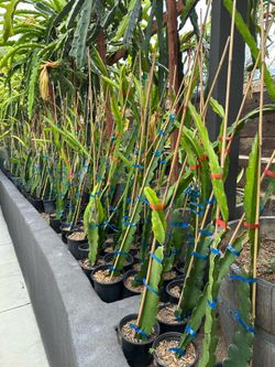 American beauty dragon fruit rooted plants (red flesh)