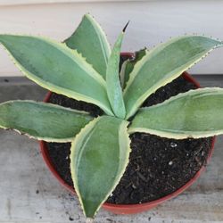 Agave Celsii Multicolor Succulent Plant 🪴 (C)