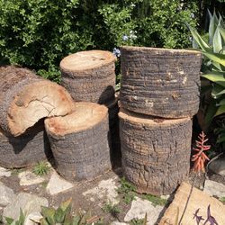 Free Palm Tree Trunks 
