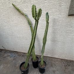 Cacti (x3)