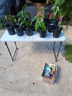 Baby mango trees from seeds
