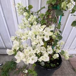 Bougainvillea, Veranera, Camellina Trellis Or Climber Plant , In 5 Gallons Pot 5 Feet Tall Pick Up Only
