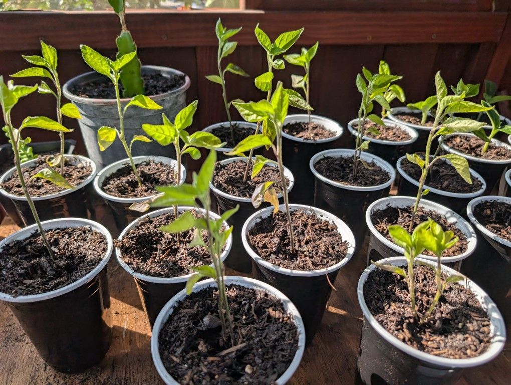 Chili's 