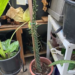 Plant  