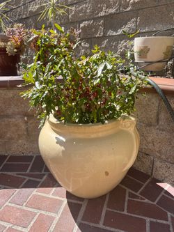 Mickey Mouse Plant $40