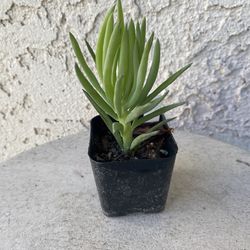 2 Inch Pot Succulent Plant - Narrow Leaf Chalksticks -Senecio Vitalis - Rooted & Established - Drought Resistant- 🪴Baby Bridal Shower Favors