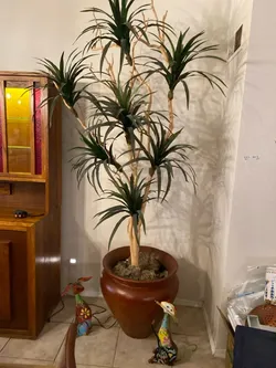 Gorgeous - High Quality - Fake - Ornamental  Tree - Plant - Paid $600 - Asking $150.
