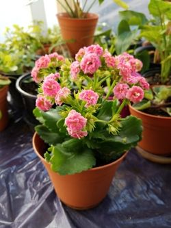 Beautiful Kalanchoe indoor and outdoor plant