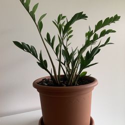 Medium Plant