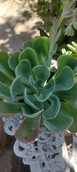 Hermosa planta natural