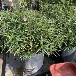 Ruellia Plant 15gal 
