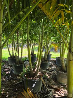 Christmas palms over 8 feet tall Instant privacy Hedge and decoration