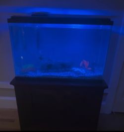 40 Gallon Freshwater Aquarium