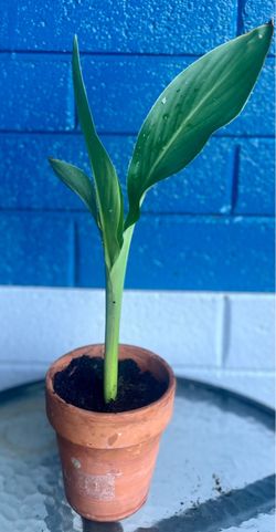 Small canna Lilly