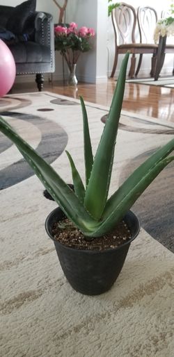 Aloe vera Healthy and best air purifying house plant in the new pot