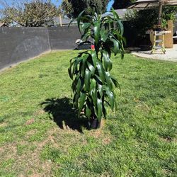 Drecaina Indoor Plant 5 Feet Tall 