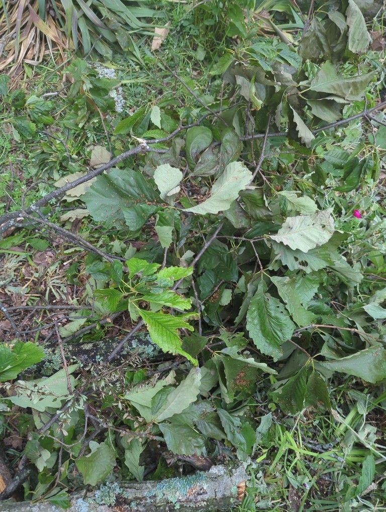 Chestnut Oak Wood