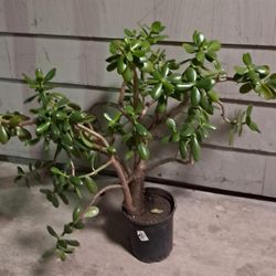 Large Jade Plant in Pot
