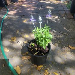 Mealy Cup Sage Salvia Farinacea Plant