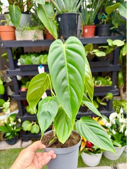 Plants (6”pot🌿Philodendron Esmeralda💚)