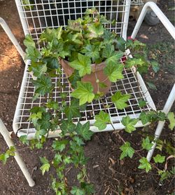 Planta de enredadera