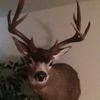 MR