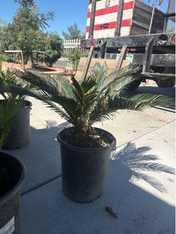 Sago palm $100.00 each