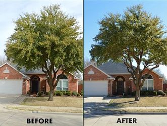 Tree Trimmer