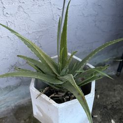Aloe Vera plant 