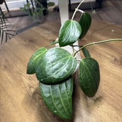 Houseplants For Sale !!! 