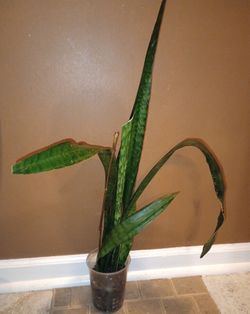 Sansevieria Snake Plant (tallest Leaf Nearly 33in Tall)