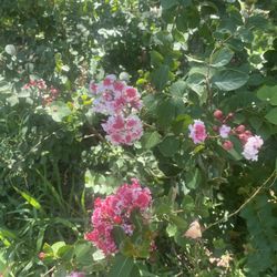 Crêpe, Myrtle 2 Colors, Pink And White Flower