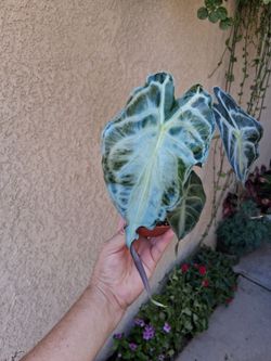 Alocasia VENOM Plant $75