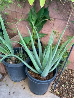Aloe Vera Cana Lilies Moss Rose Plants