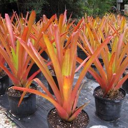 Bromelaids (live plants)