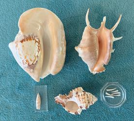 Conch Seashells: Pacific Widest Conch, Spider Conch, Terebellum, Apple Murex+